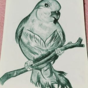 Drawing of parrot's